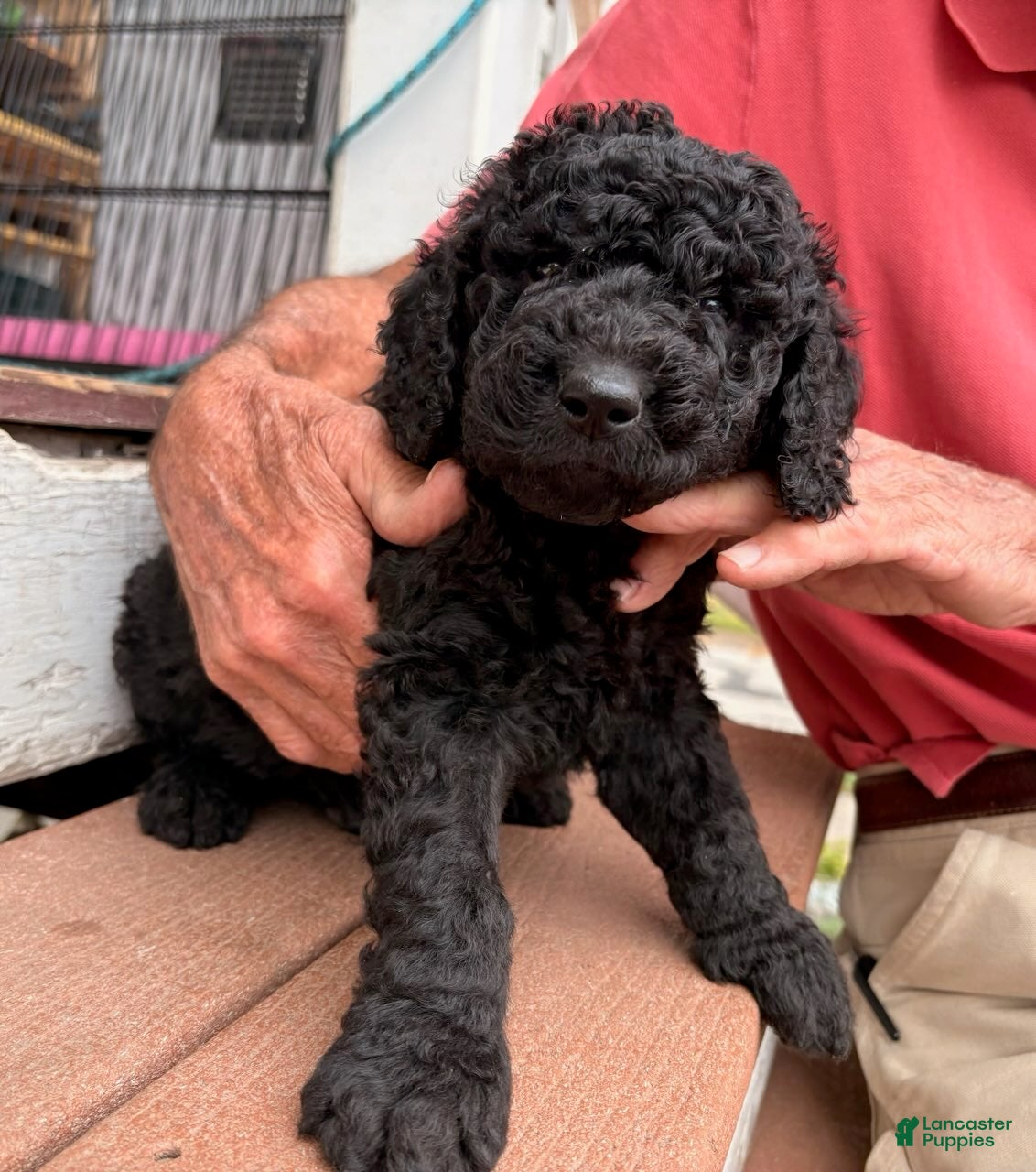 Mixed Breed dogs for sale: Sammy - Ad 1