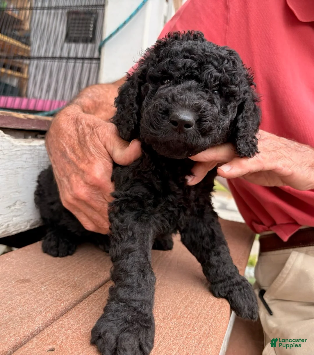 Mixed Breed dogs for sale: Sammy - Ad 1