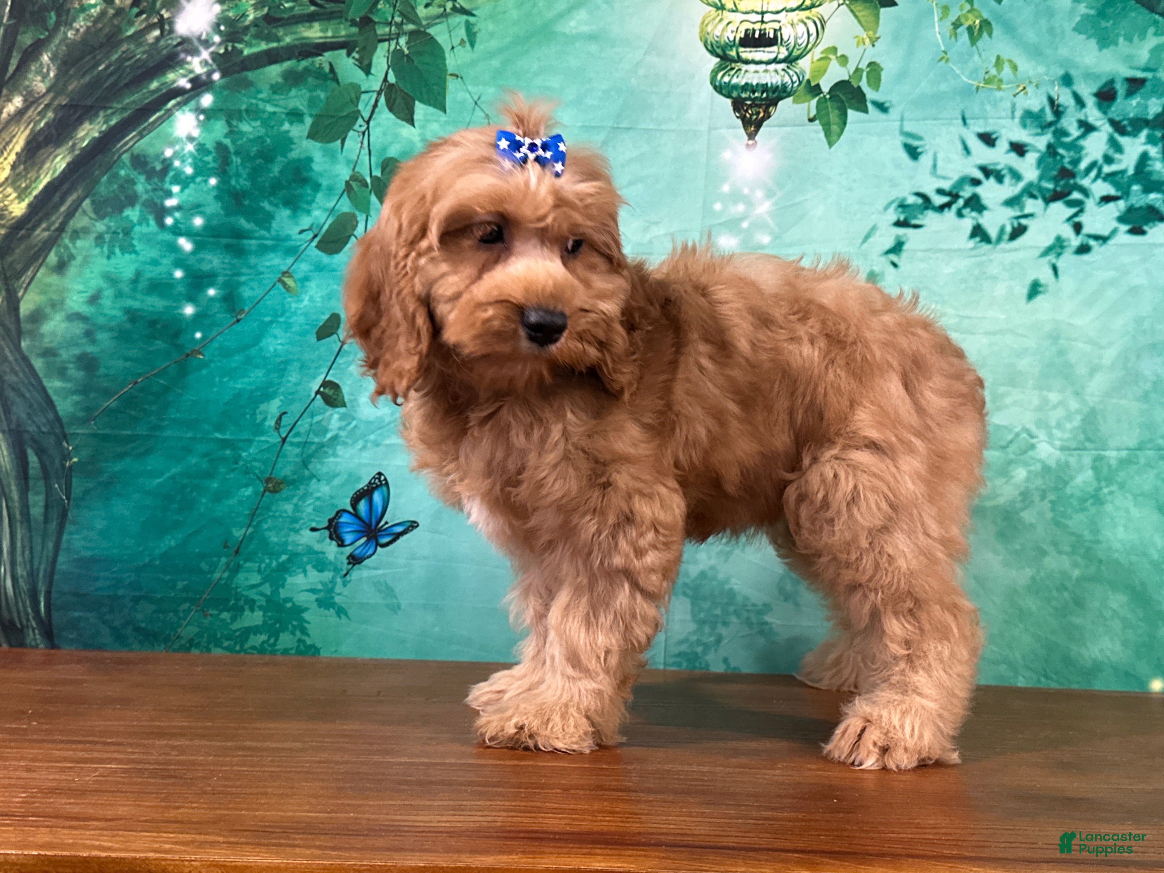 Cockapoo dogs Cupcake - Ad 1