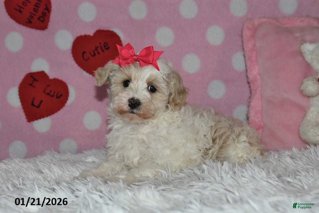 Lhasapoo dogs for sale: Pansy - Ad 1