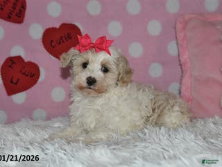 Lhasapoo dogs Pansy - Ad 1