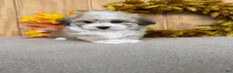 Teddy Bear dogs for sale: Teddy - Ad 6