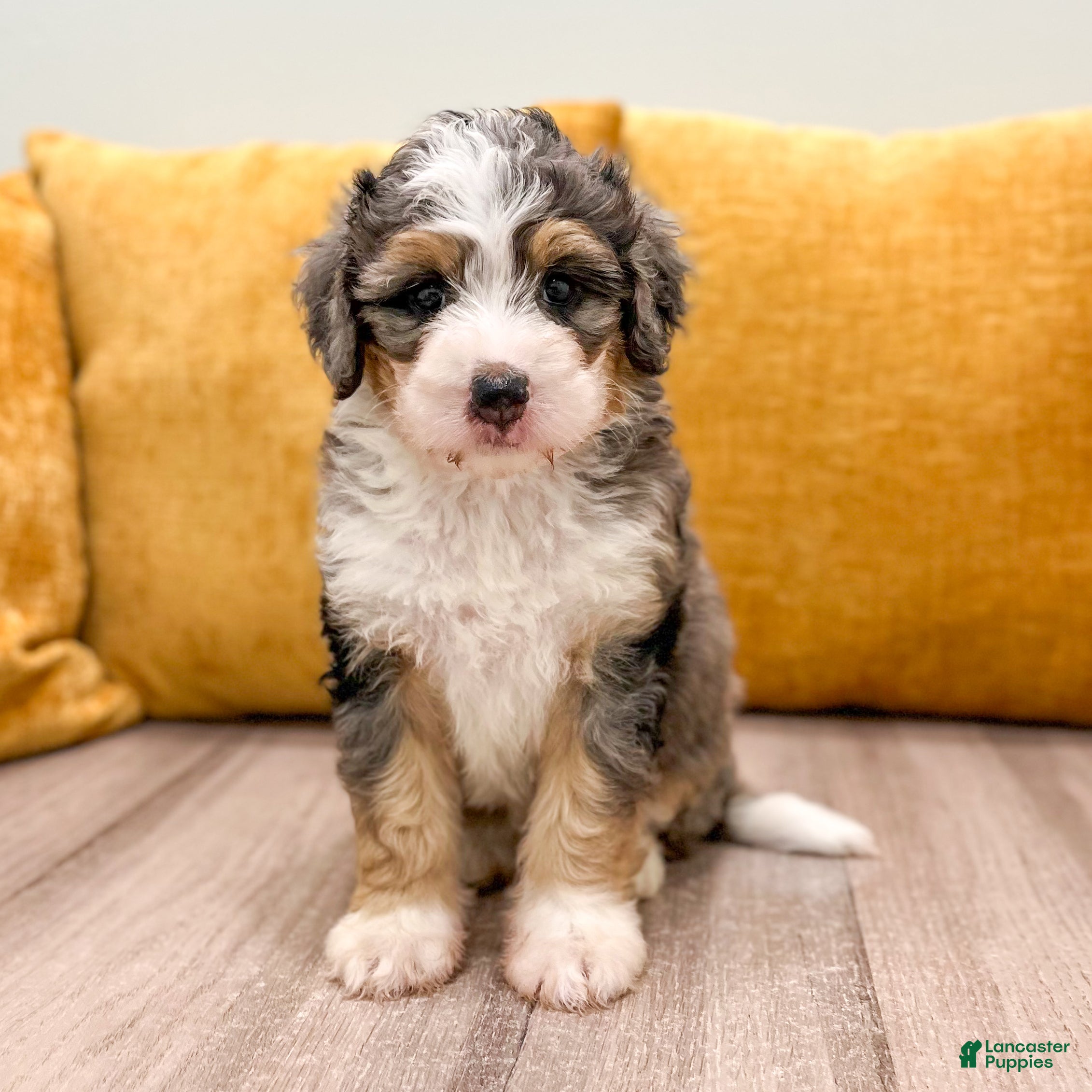 Mini Bernedoodle dogs Luca - Ad 2