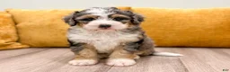 Mini Bernedoodle dogs for sale: Luca - Ad 2
