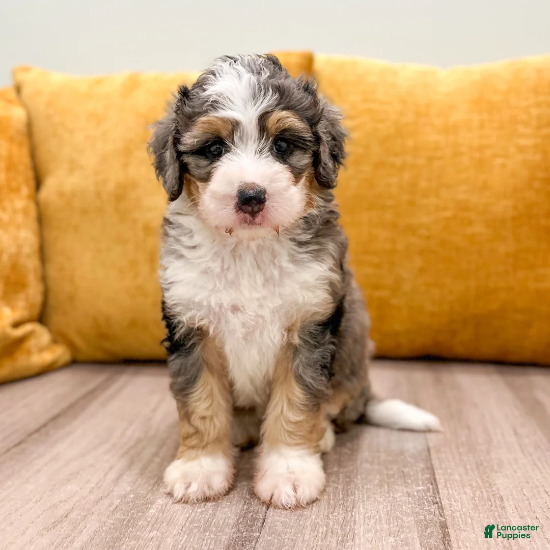 Mini Bernedoodle dogs for sale: Luca - Ad 2