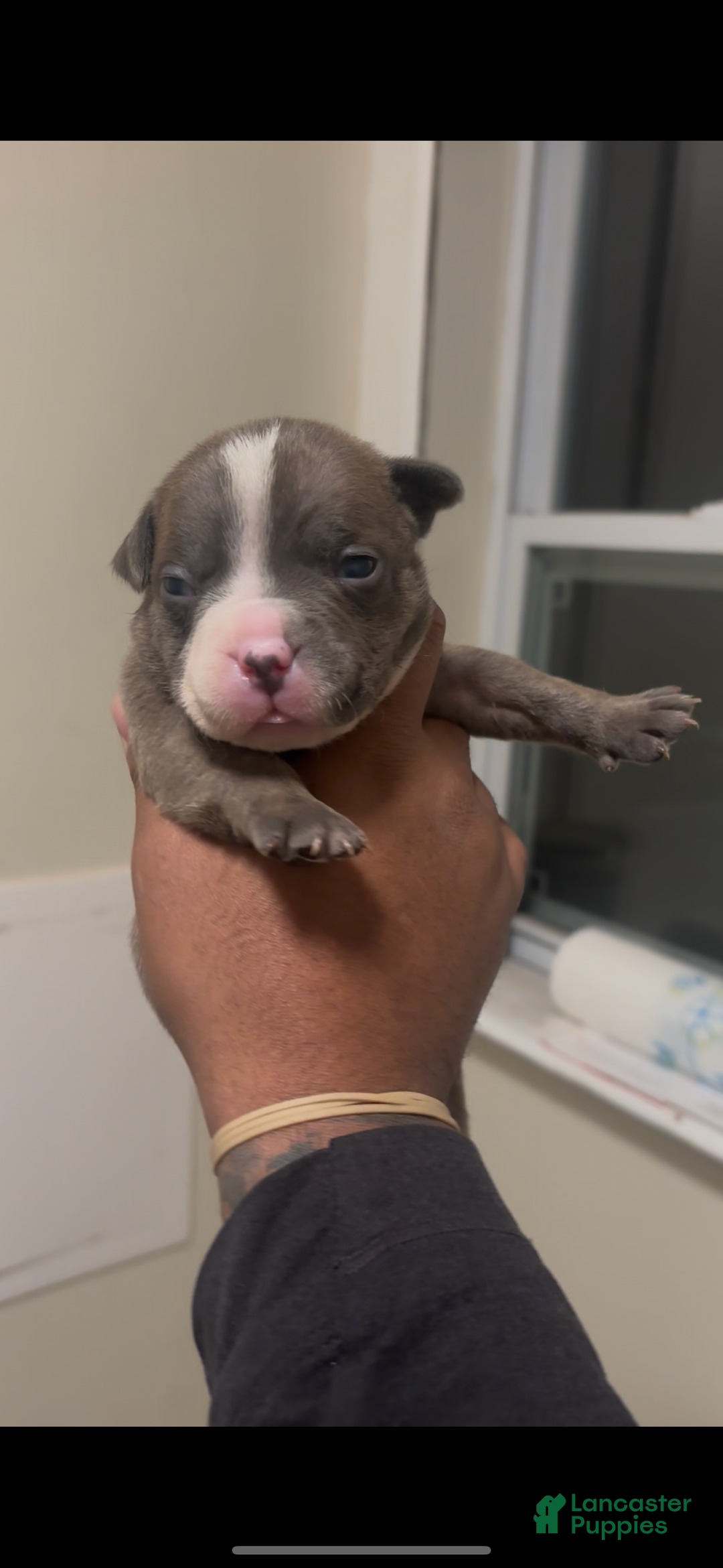 American Bully dogs for sale: Twinny  - Ad 1