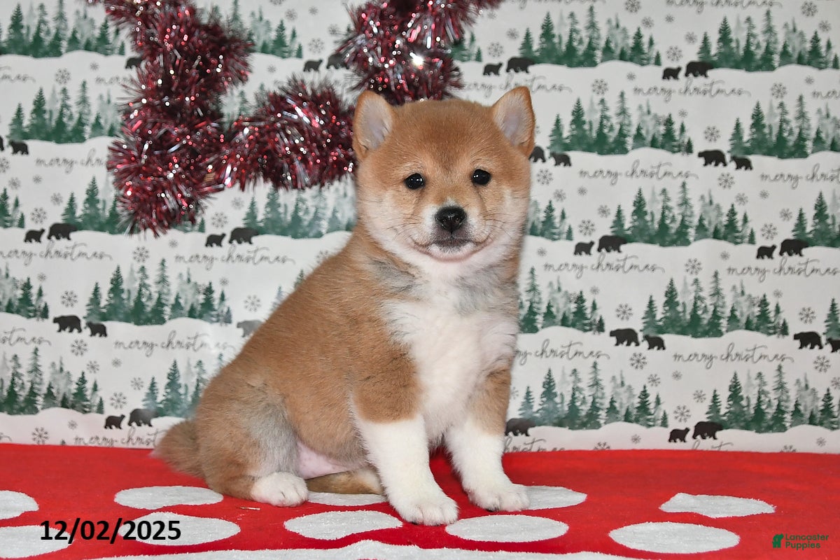 Shiba Inu dogs Megan - Ad 9