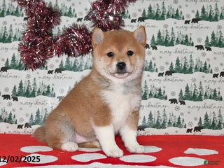 Shiba Inu dogs Megan - Ad 34