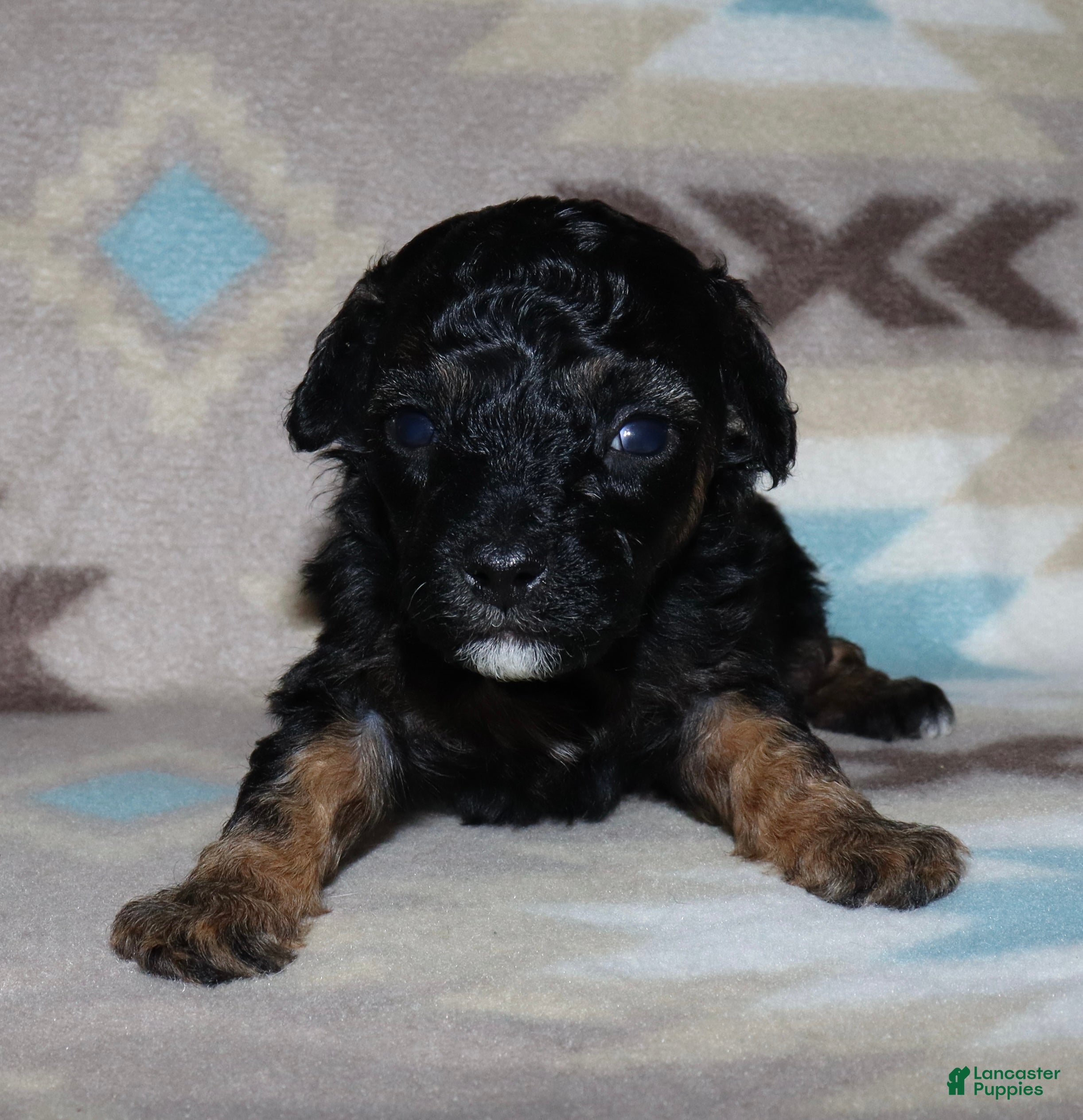 Miniature Poodle dogs Harlee’s phantom male - Ad 18