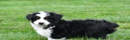 Miniature Australian Shepherd dogs for sale: Willow - Ad 3