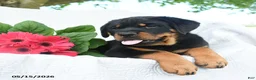 Rottweiler dogs for sale: Jupiter - Ad 2
