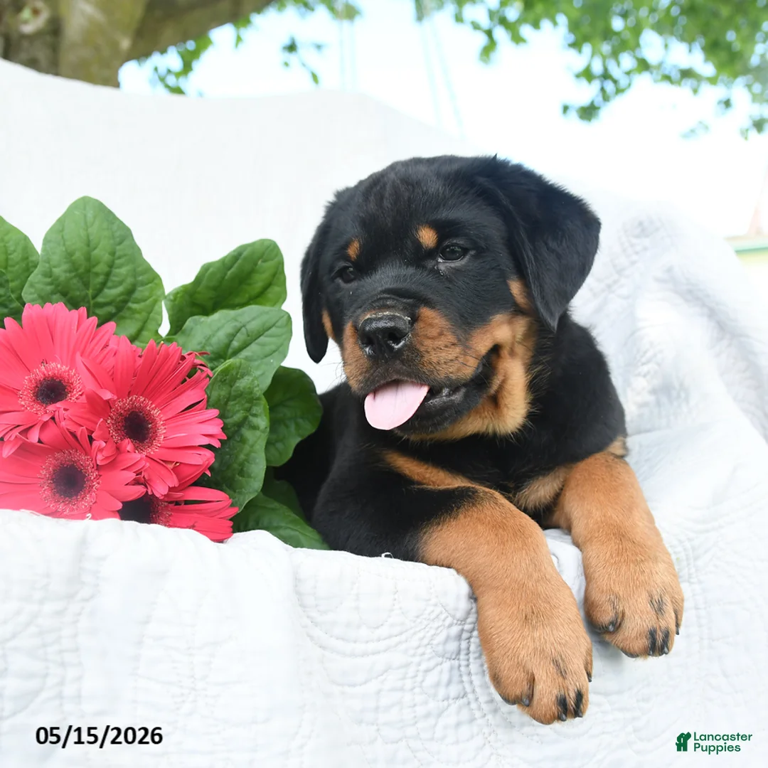 Rottweiler dogs for sale: Jupiter - Ad 2