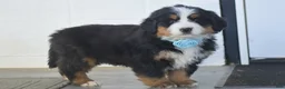 Bernese Mountain Dog dogs for sale: Gunner - Ad 3