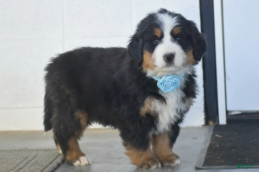 Bernese Mountain Dog dogs for sale: Gunner - Ad 3