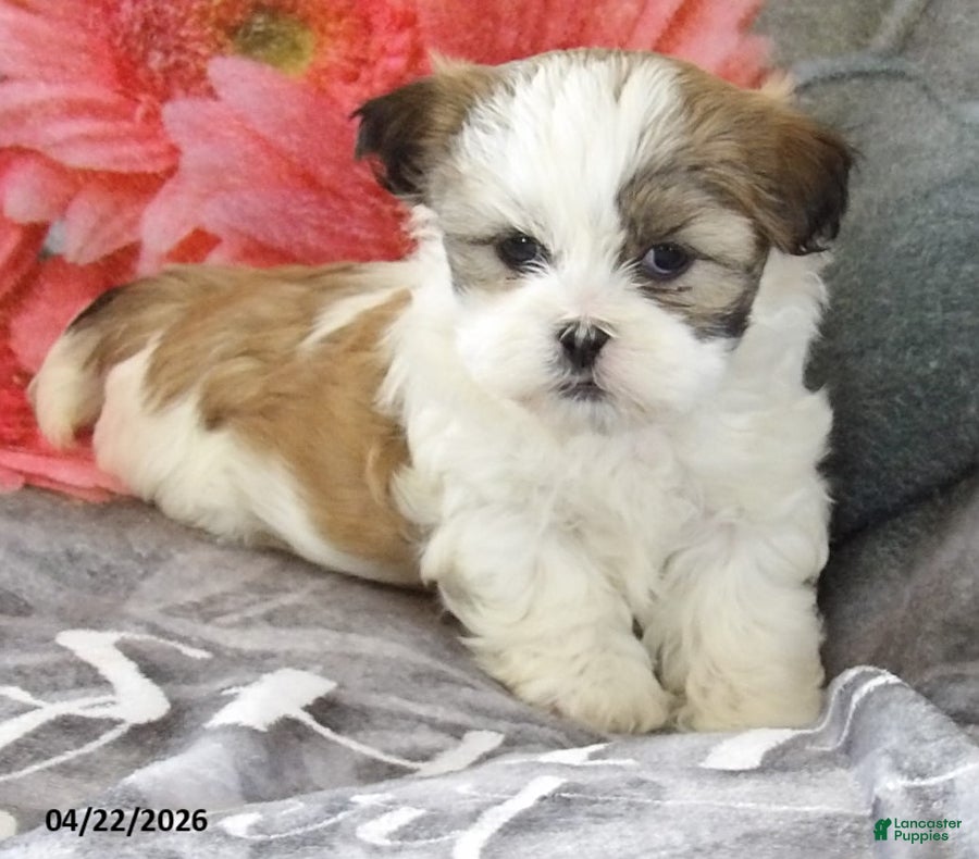 Teddy Bear dogs Candice - Ad 1