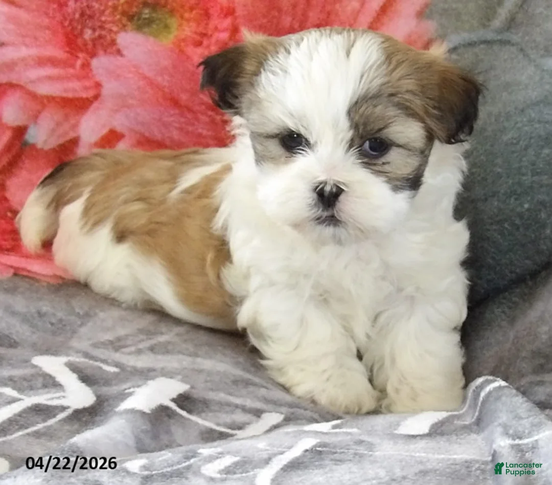 Teddy Bear dogs for sale: Candice - Ad 1