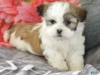 Teddy Bear dogs for sale: Candice - Ad 1