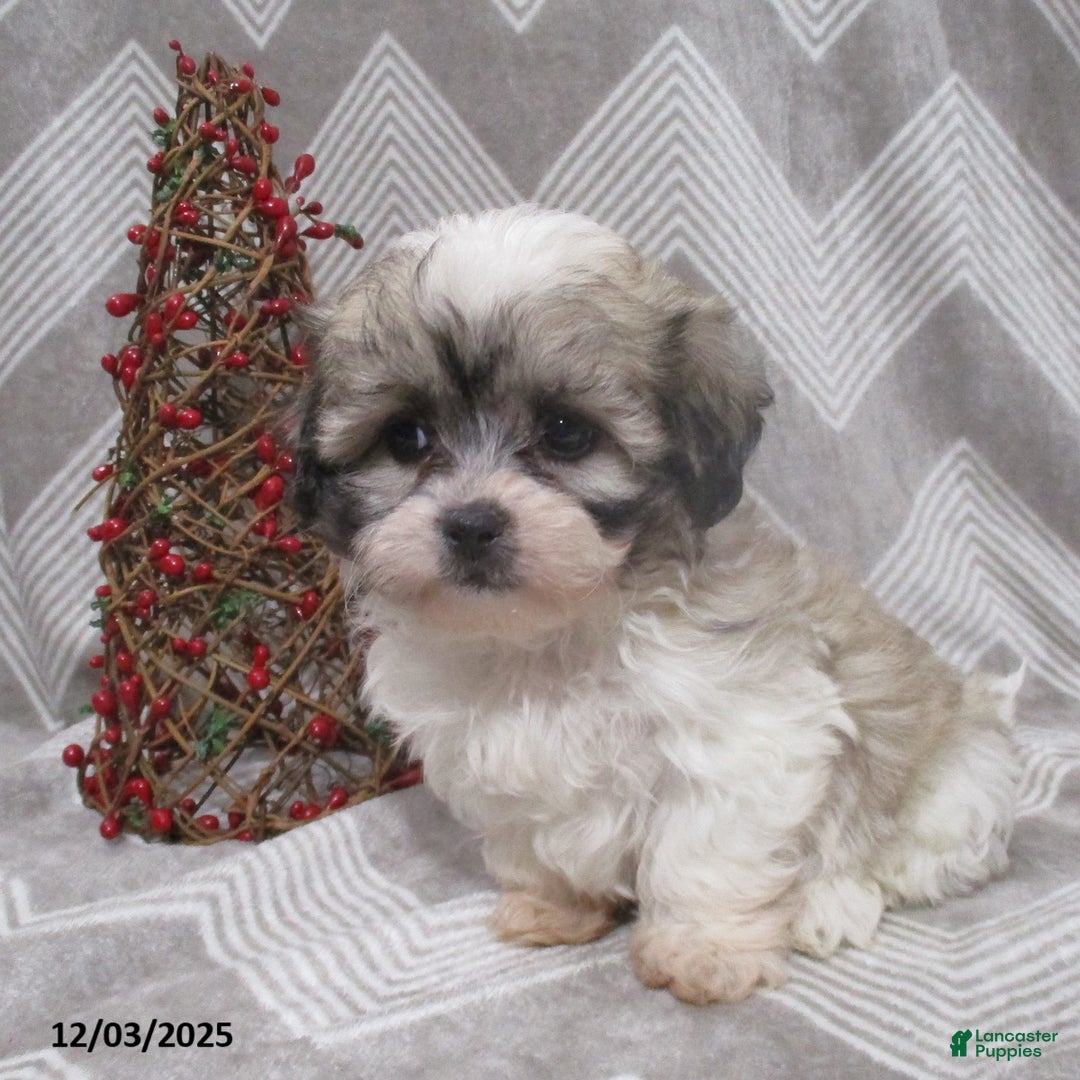Teddy Bear dogs for sale: Iyla - Ad 5