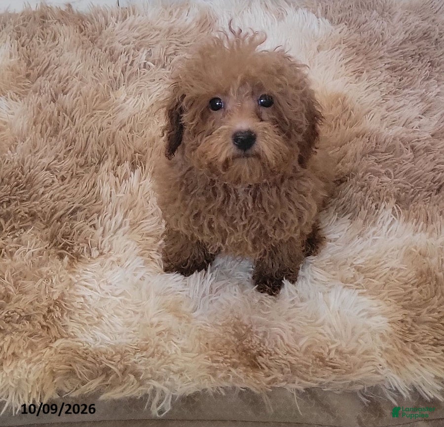 Chewy (Toy Poodle, Male) in Kokomo, IN