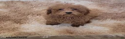 Toy Poodle dogs for sale: Chewy - Ad 1