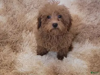 Toy Poodle dogs Chewy - Ad 5