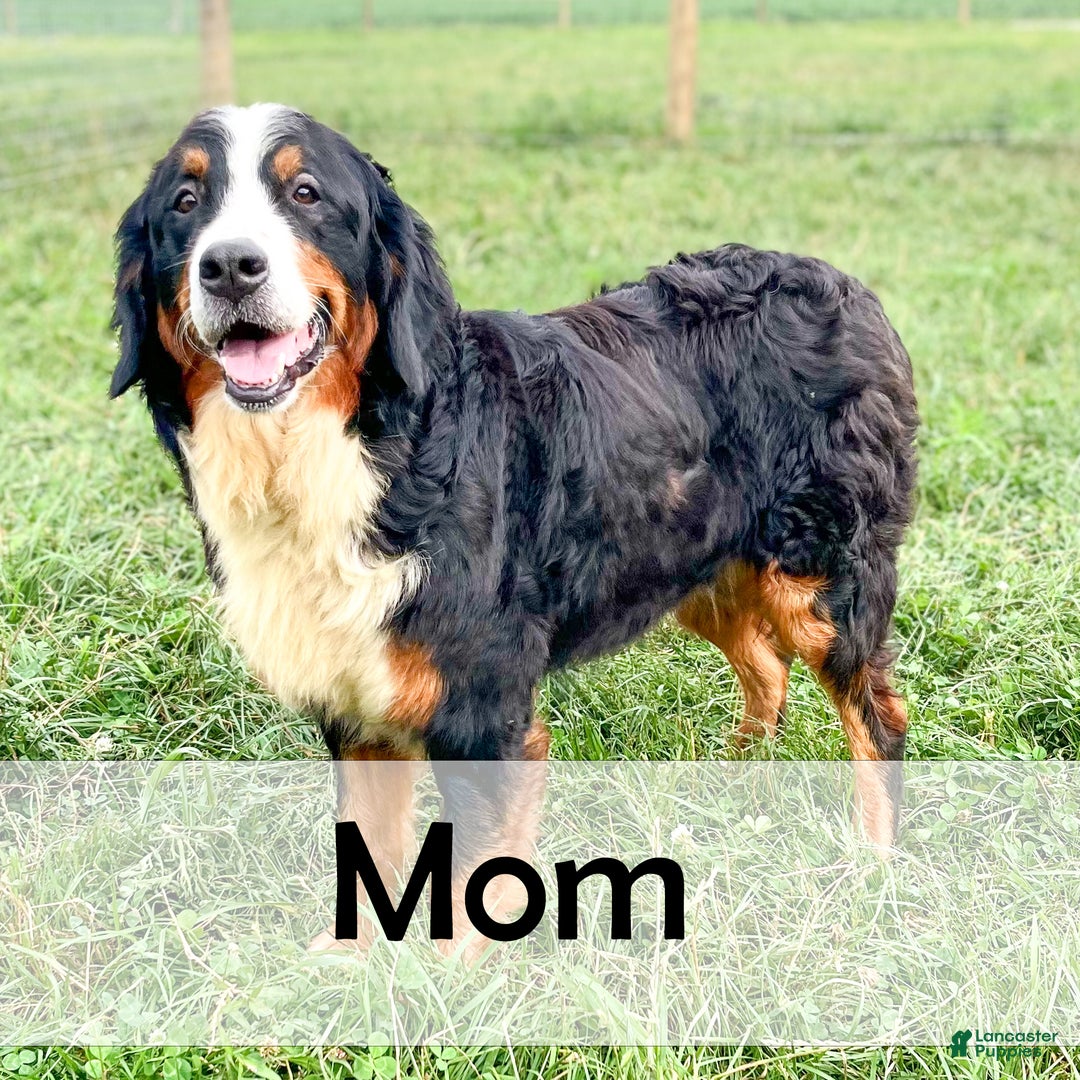 Mini Bernedoodle dogs for sale: Zues - Ad 11