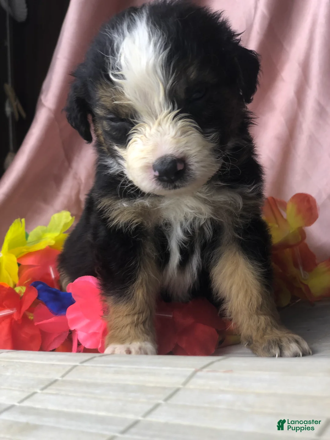 Australian Shepherd dogs for sale: Black tri Australian Shepherd 4 (male) - Ad 2
