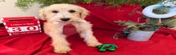 Schnoodle dogs for sale: Isaiah - Ad 3