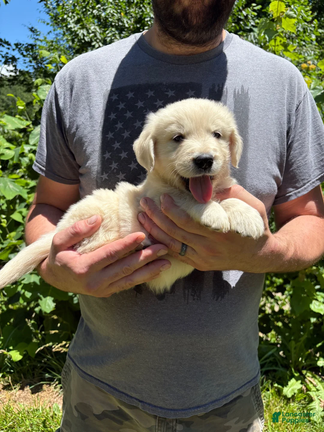 Golden Retriever dogs for sale: Golden Retriever Puppy 1 - Ad 27