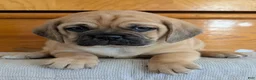 Puggle dogs for sale: Chuck  - Ad 18