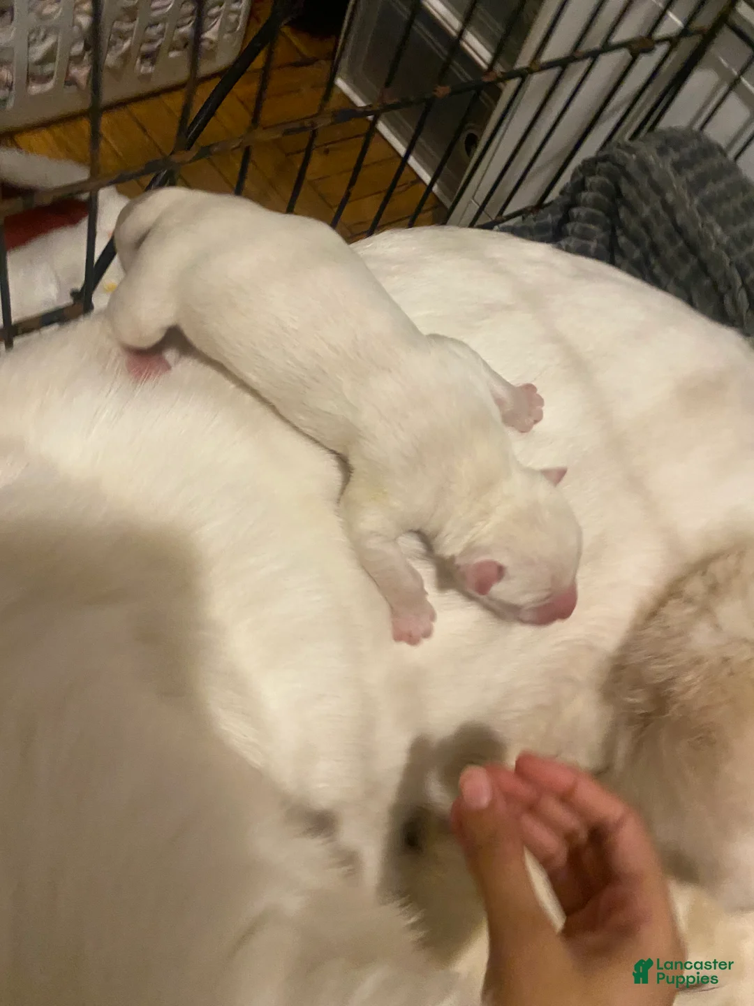 Siberian Husky dogs for sale: Caramel  - Ad 9