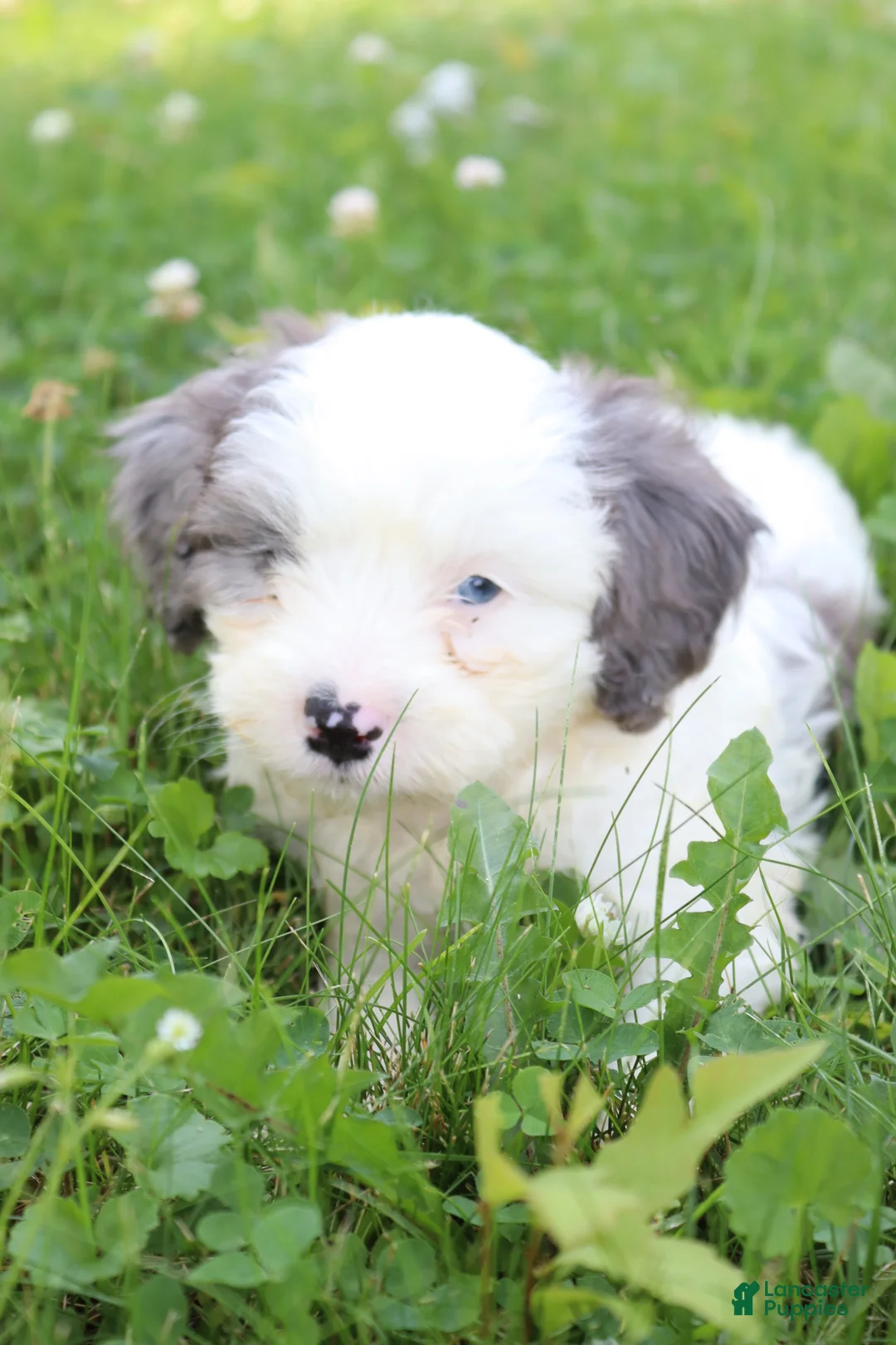 Cavapoo dogs for sale: Gumbo - Ad 2