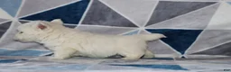 West Highland Terrier dogs for sale: Patrick - Ad 4