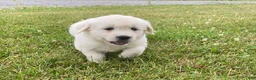 Golden Retriever dogs for sale: Louie - Ad 9