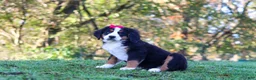 Bernese Mountain Dog dogs for sale: Sarah - Ad 3