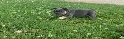 French Bulldog dogs for sale: Blue Princess- Frenchie - Ad 4