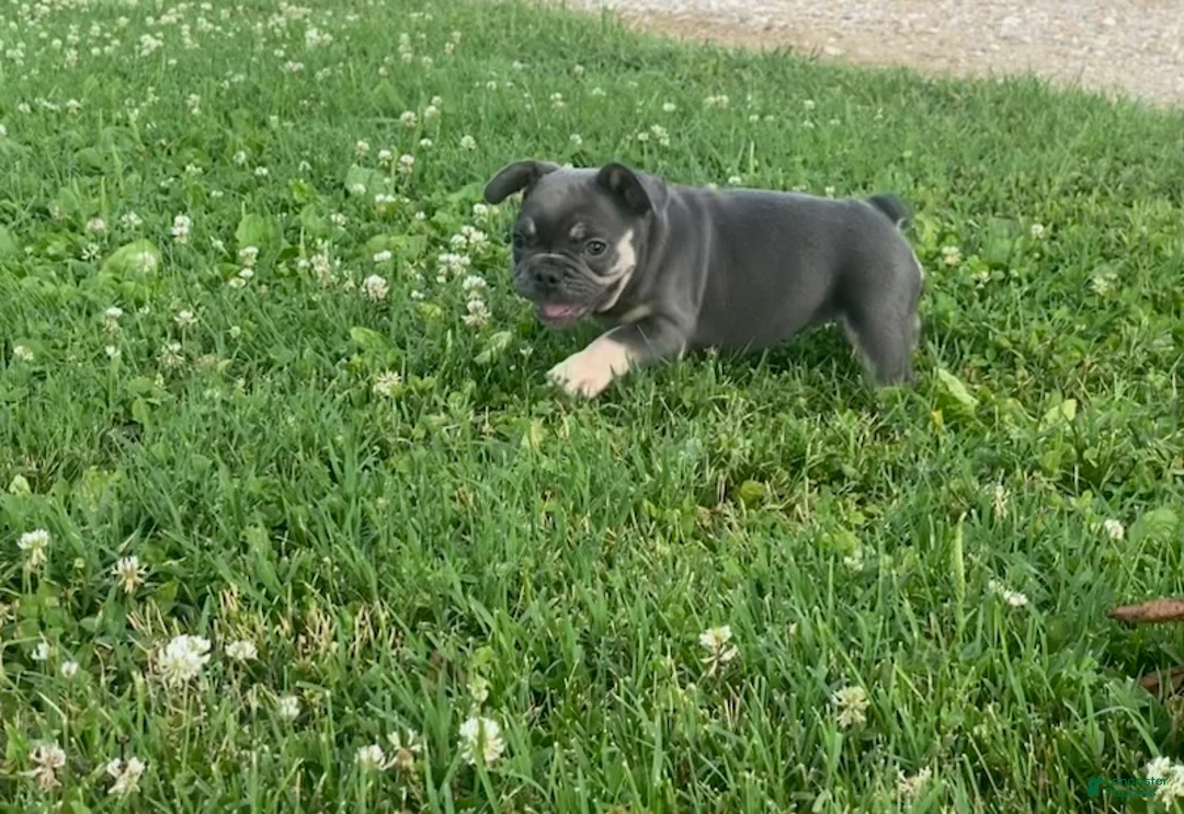 French Bulldog dogs for sale: Blue Princess- Frenchie - Ad 4
