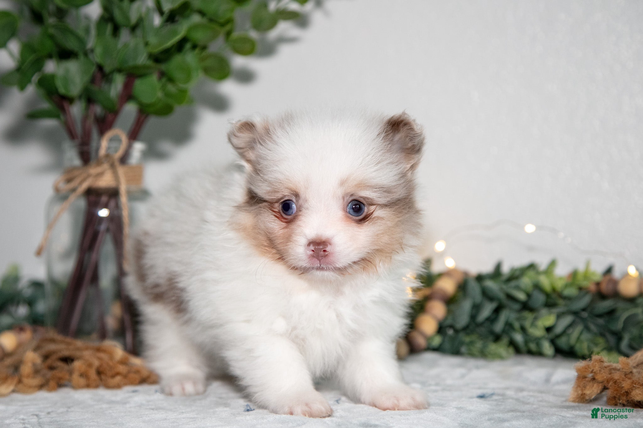 Pomeranian dogs Ivy - Ad 1