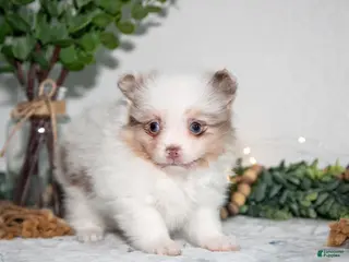 Pomeranian dogs for sale: Ivy - Ad 2