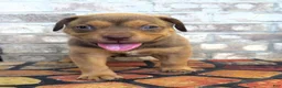 American Bully dogs for sale: "SNOOP DOGG" LILAC TRI COLOR - Ad 5