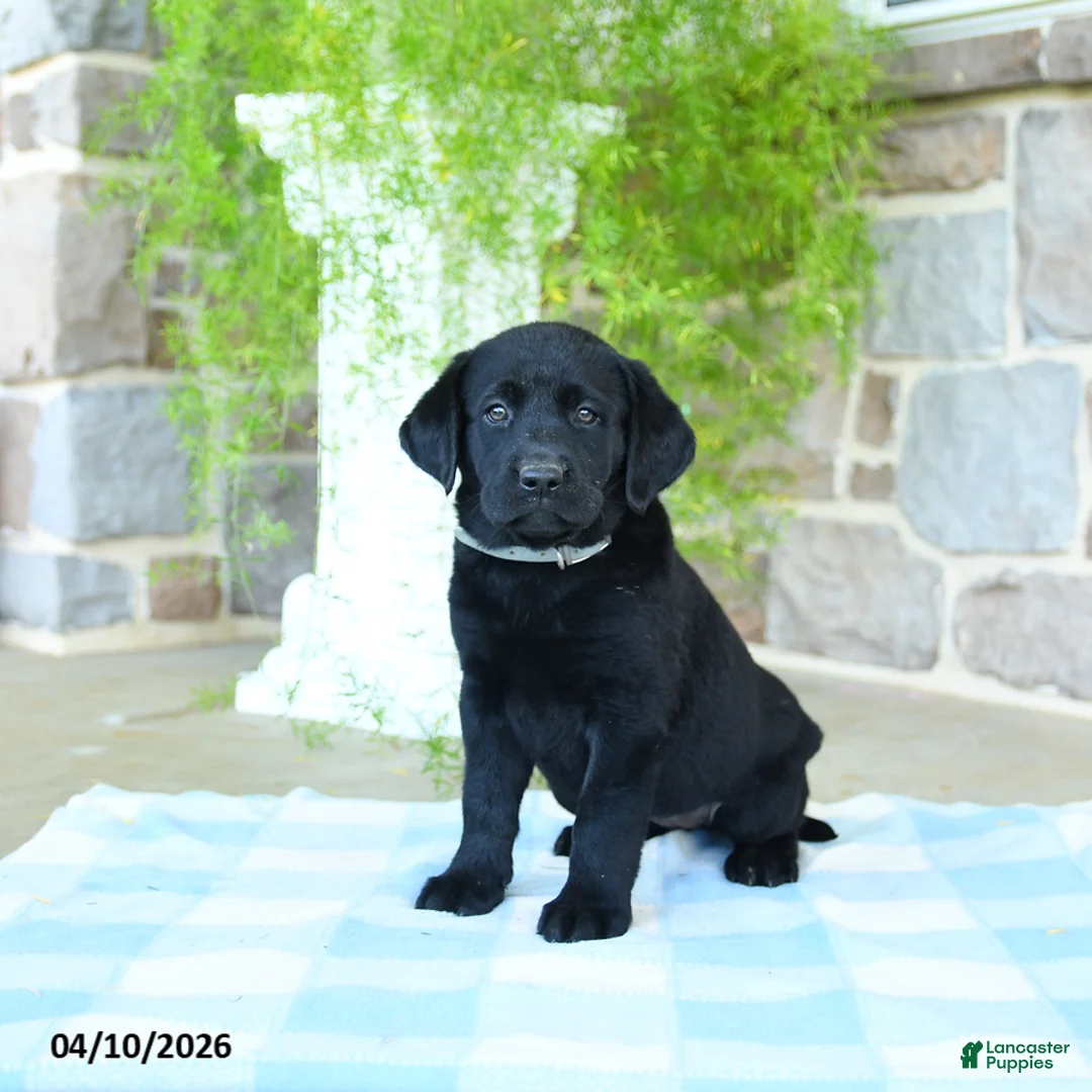 Labrador Retriever dogs for sale: Coconut - Ad 3