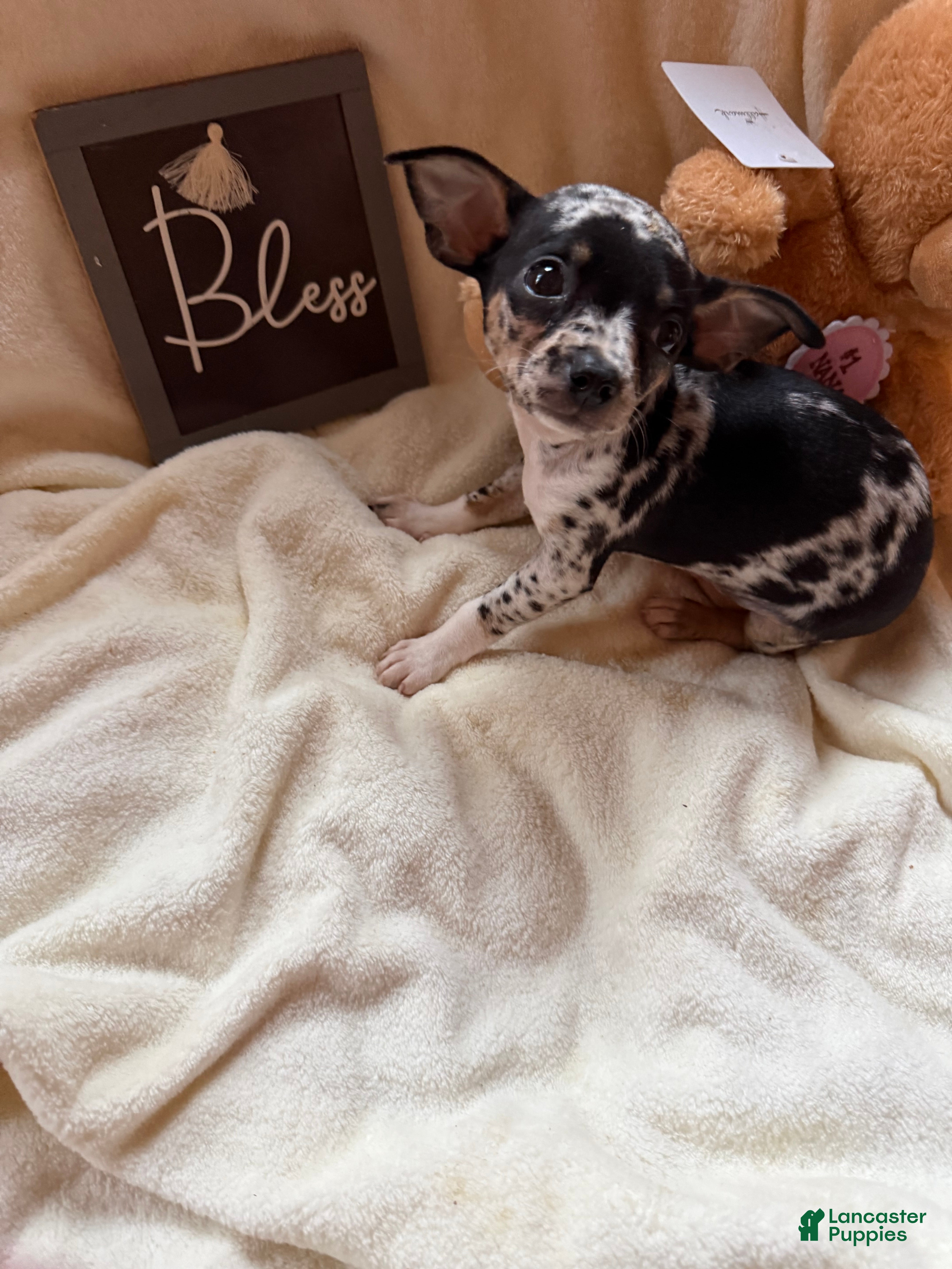Chihuahua dogs for sale: Bandit - Ad 2