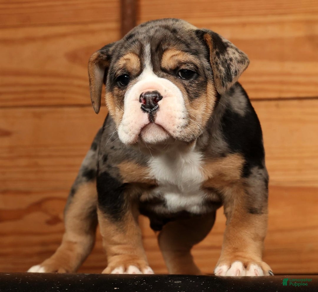 Beabull dogs for sale: Nick - Ad 5