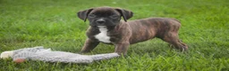 Boxer dogs for sale: Skipper - Ad 5
