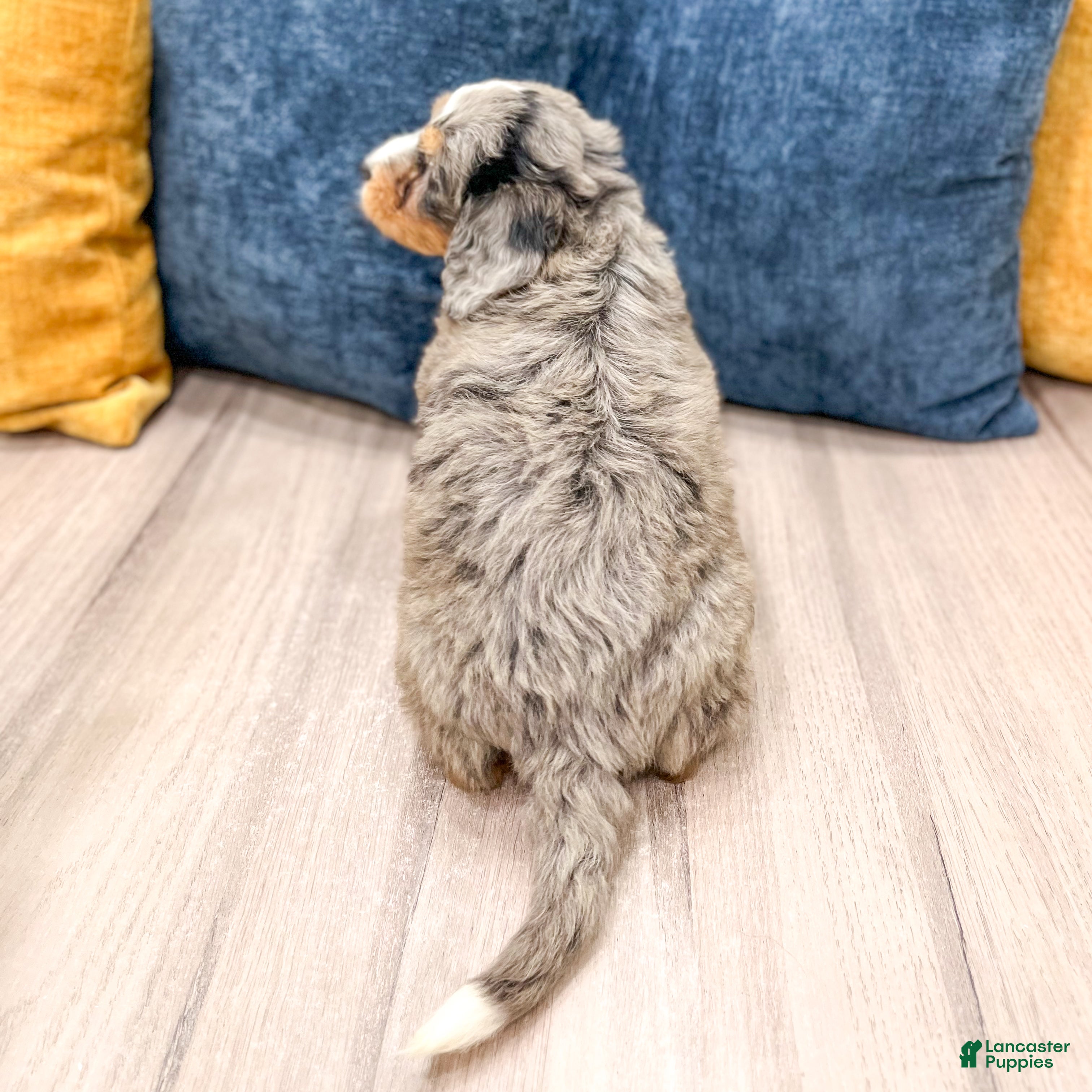 Mini Bernedoodle dogs for sale: Archie - Ad 6