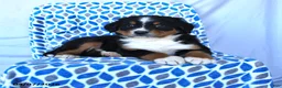 Bernese Mountain Dog dogs for sale: Jimmy - Ad 1