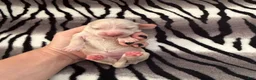 Dachshund dogs for sale: Cream female 2 - Ad 2