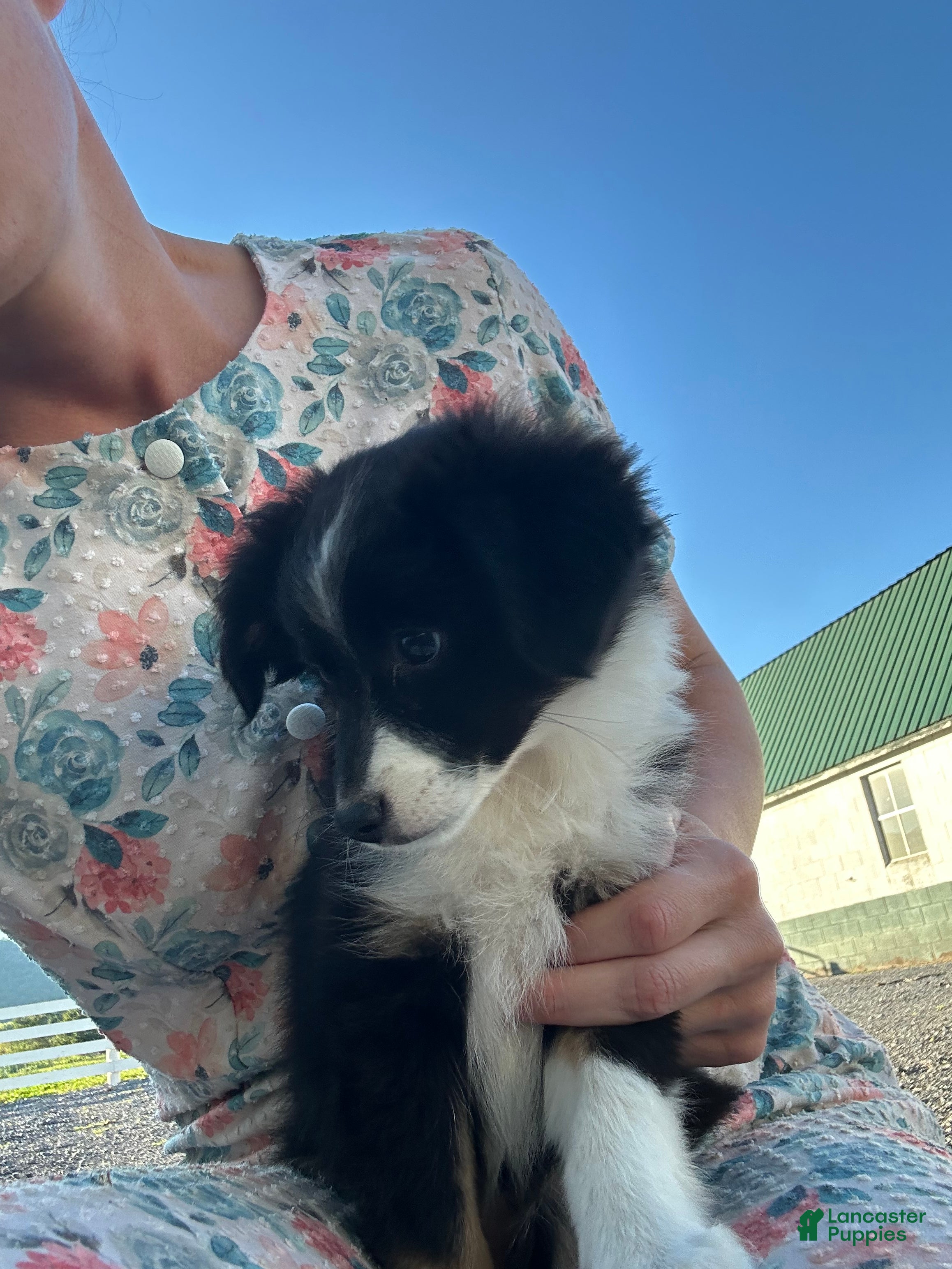 Miniature Australian Shepherd dogs Dora - Ad 1