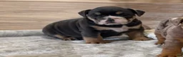 English Bulldog dogs for sale: Blue Princess - Ad 11