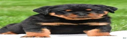 Rottweiler dogs for sale: virginia - Ad 3